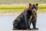 Großer Braunbär im Katmai-Nationalpark in Alaska