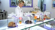 Kathi Posani, Konditorin und Auswanderin