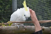 Gelbhaubenkakadus können sehr zahm werden. Sie lassen sich dann gerne streicheln und sind verspielt.