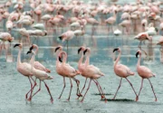 Zwergflamingos gehören zu den geselligsten Vögeln der Welt. Selbst ihre Balz findet in Gruppen statt – ein seltenes Verhalten bei Tieren.