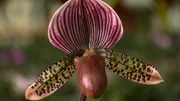 Tropische Orchideen am Watzmann.