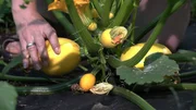 Reife gelbe Zucchini auf dem Sonnenacker.