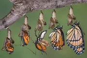 Schlüpfende Schmetterlinge