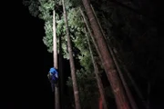 Shaun Sears is ascending a fir tree in the black of the night.