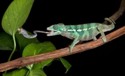 Camelion