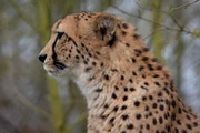 cheetah, leopard, tier, jaguar, kopf