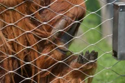 Im Affenhaus des Berliner Zoos hat Reviertierpfleger Christan Aust eine Delikatesse aus Asien dabei. Die Durian, auch Stinkfrucht genannt, steht schließlich auf dem Speiseplan der wildlebenden Orang-Utans. Das muss seinen Affen doch auch schmecken. Doch die Durian macht ihrem Namen alle Ehre, so dass Tierpfleger-Kollege Oliver Hoff schnell Reißaus nimmt.