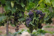 der Weinberg