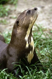Als Einzelgänger vagabundieren die jungen Risenotter durch Nebenflüsse des Rio Manu auf der Suche nach einem Partner.