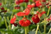 Pantoffelblumen sind beliebte Balkonpflanzen.