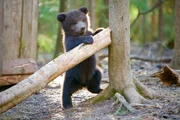 12 Wochen altes Bärenjunges names 'Zhenya' lernt zu klettern. Orphaned Bear Rescue Centre, Bubonitsy, Russland