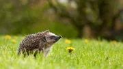 A hedgehog