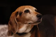 After photo of Natalie and Jim Dineens dog, Fletcher, inside their home in Dallas, TX.