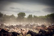 Die Wildpferde werden zusammen getrieben.