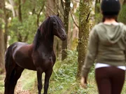 Lisas (Ariel Kaplan) geliebtes Wildpferd Diablo taucht plötzlich wieder im Wald auf.