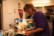 Nicole assists Dr. Terry during surgery in Galena, AK.