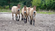 Przewalski-Pferde im Tierpark Berlin