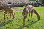 Die Nayala Antilopen im Berliner Zoo.