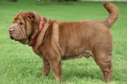 After photo of the Fillmore family dog, Niko, in their backyard in Georgetown, TX.