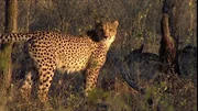 Leopard im Kruger National Park
