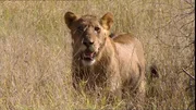 Loewe im Kruger National Park