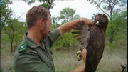 Ein Parkranger untersucht einen Greifvogel