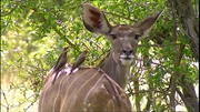 Symbiose: Antilope mit Voegeln
