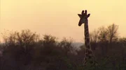 Abendstimmung im Kruger National Park