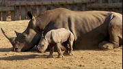 Nashornjunges mit Mutter