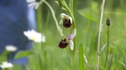 Die Hummelragwurz ist eine seltene Orchideenart.