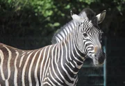 ARD/rbb PANDA, GORILLA & CO., TEIL 204, "Geschichten aus dem Zoo Berlin und dem Tierpark Berlin", am Donnerstag (08.09.11) um 16:10 Uhr im ERSTEN.
Zebra ist nicht gleich Zebra und wozu sind eigentlich die Streifen da? Chapman-Zebra im Tierpark