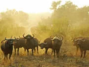 Mit seinem gebogenen Gehörn besitzt der Afrikanische Büffel sowohl Verteidigungswerkzeug als auch bedrohliche Waffe. Da die Hörner auf der Stirn des Tieres durch einen dicken Knochenschild verbunden sind, kann ein einziger Kopfstoß des massigen Savannenbewohners für seinen Gegner tödlich enden.