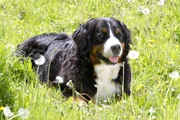 Berner Sennenhund Keks ist für sein nächstes Abenteuer bereit. Heute trifft er Elsa Eichhörnchen.