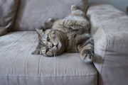 a cat on a couch