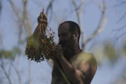 Ryan holding up a branch of fruit while he picks some off.