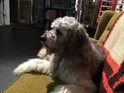 Bowdie waits patiently on the stage set of Because of Winn Dixie at the Delaware Theater Company.