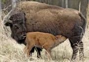 Eine Bisonkuh säugt ihr Kalb direkt neben dem Alaska Highway.