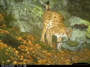 Ein Bayerischer Luchs in der Fotofalle.