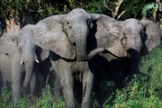 MOZAMBIQUE - One of GorongosaÕs wary matriarchs guards her family - cautious after years of civil conflict. Gorongosa National Park, Mozambique.