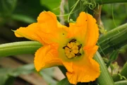 Zucchini - Cucurbita pepo Blüten mit Bienen.