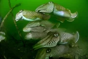 Tintenfische wie diese Sepien schwimmen aus dem Nordatlantik in die Nordsee, um sich im Bereich der niederländischen Oosterschelde zu paaren.