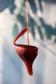 Diese tropische Schlauchpflanze kommt im Norden Sumatras vor.