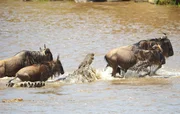 MARA RIVER, KENYA: A Nile crocodile tries to grab a wildebeest as it crosses the Mara River. Thousands of wildebeest die during the crossing, but the loss leaves no dent in their population of over two million. (Photo credit: © National Geographic Channels)