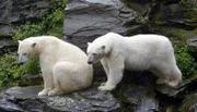 Tierpark Berlin: Bei den Eisbären Tonja und Wolodja gibt es neue Eisschollen.