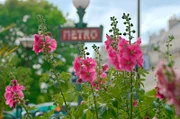 So wie diese Steckrosen müssen die Wildblumen in der Stadt jede noch so kleine Möglichkeit nutzen, um zu wachsen. Mitten in Paris gedeihen sie in den unzähligen Winkeln und Gassen und bereichern das Stadtbild.