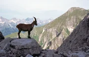 Ein Steinbock in den Allgäuer Bergen.