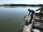 MDR Fernsehen RUSSLANDS SEELE - RUSSLANDS STOLZ, "Film von Thomas Junker", am Montag (21.11.11) um 19:50 Uhr.
Handarbeit - die Störe werden im Wolgadelta ausgewildert
(Foto kann für alle Folgen verwendet werden)