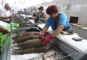 MDR Fernsehen RUSSLANDS SEELE - RUSSLANDS STOLZ (2), am Dienstag (07.08.12) um 19:50 Uhr.
Auf dem Tartarenmarkt in Astrachan
(Foto kann für alle Folgen verwendet werden)
