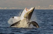 Rekin - ?ar?acz bia?y / Great White Shark have a 48% success rate when hunting Cape Fur Seals. (Photo credit: © Shutterstock)