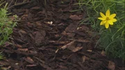 Rindenmulch.